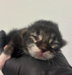 Shelter Stray Female Cat last seen Near 47th Street, San Diego, CA, 92105, San Diego, CA 92110