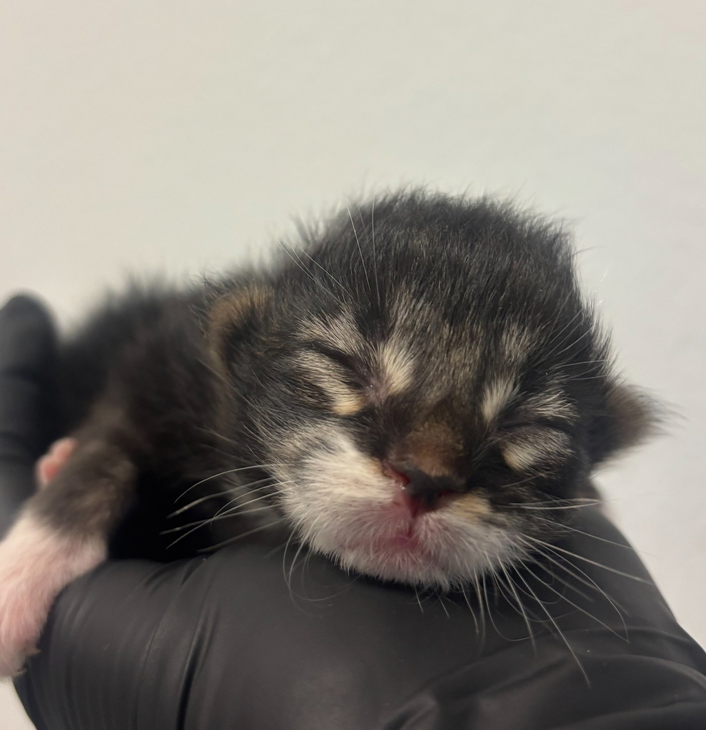 Shelter Stray Female Cat last seen Near 47th Street, San Diego, CA, 92105, San Diego, CA 92110