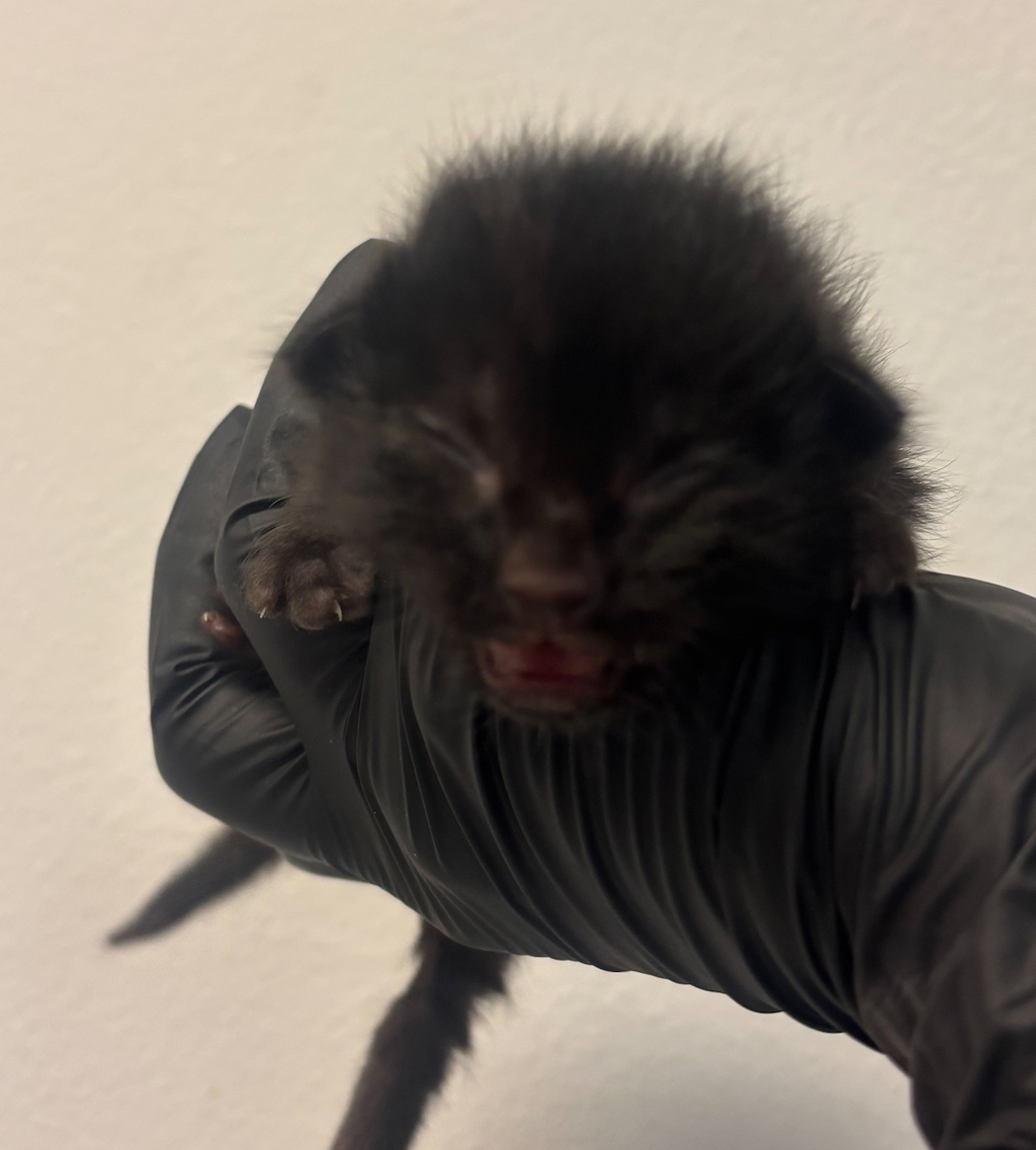 Shelter Stray Male Cat last seen Near 47th Street, San Diego, CA, 92105, San Diego, CA 92110