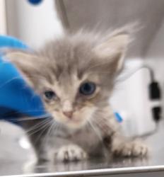 Shelter Stray Female Cat last seen Near Marigny Circle, DUSON, LA, 70529, Lafayette, LA 70507