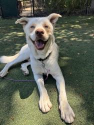 Shelter Stray Male Dog last seen Plaza Drive, Oceanside, CA, 92056, Oceanside, CA 92058
