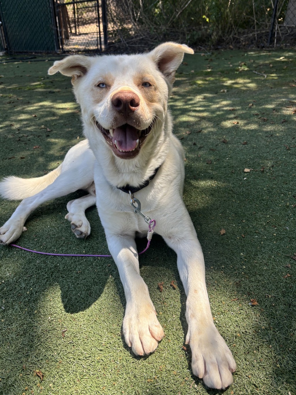 Shelter Stray Male Dog last seen Plaza Drive, Oceanside, CA, 92056, Oceanside, CA 92058