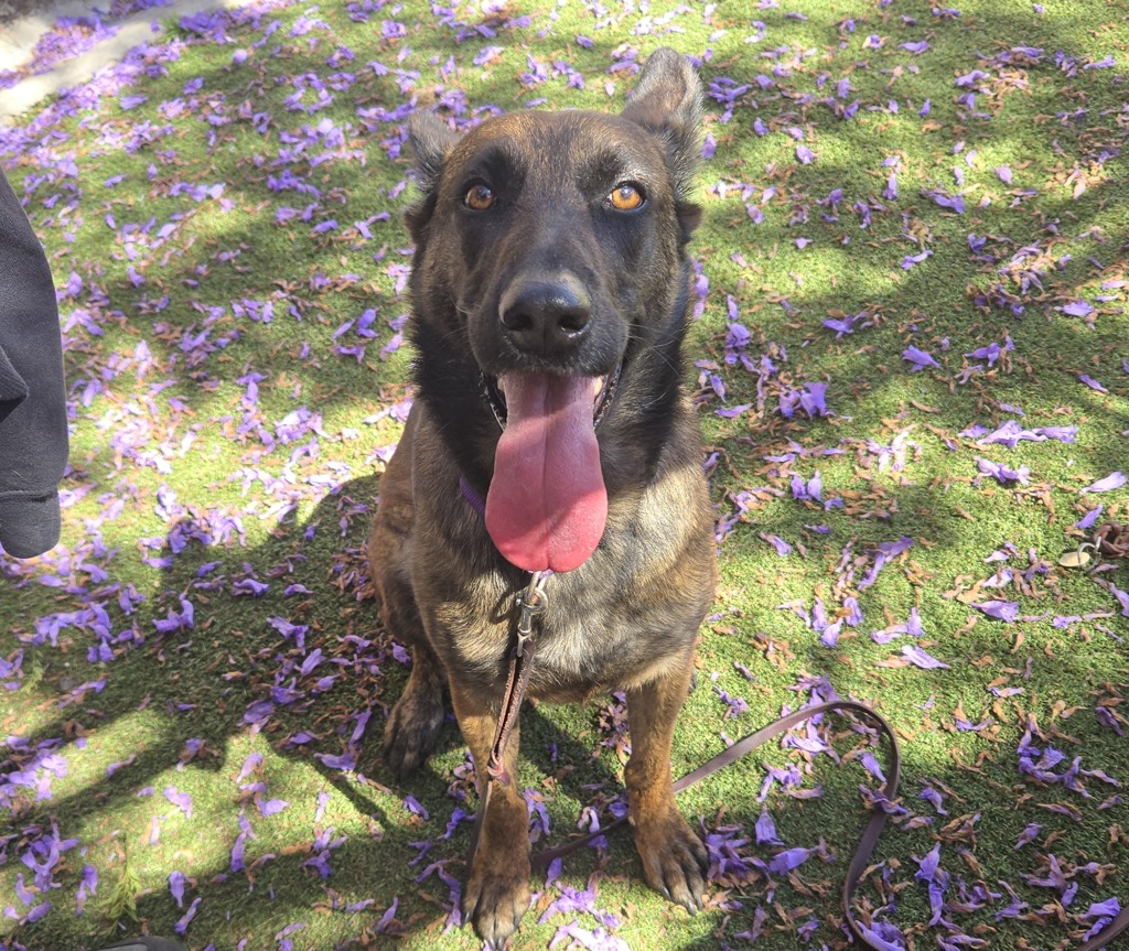 Shelter Stray Female Dog last seen Vista Way, Vista, CA, 92083, Oceanside, CA 92058