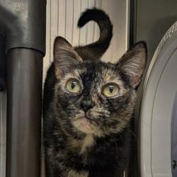Shelter Stray Female Cat last seen Near N Citrus Avenue, Escondido, CA, 92027, Escondido, CA 92027