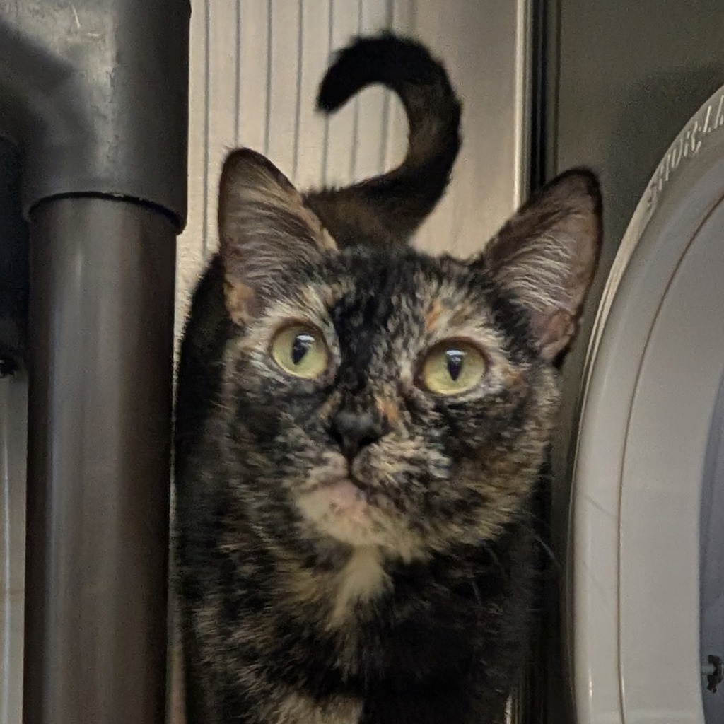 Shelter Stray Female Cat last seen Near N Citrus Avenue, Escondido, CA, 92027, Escondido, CA 92027