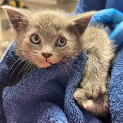 Shelter Stray Male Cat last seen Near Santiago Road, SAN LEANDRO, CA, 94577, Oakland, CA 94621