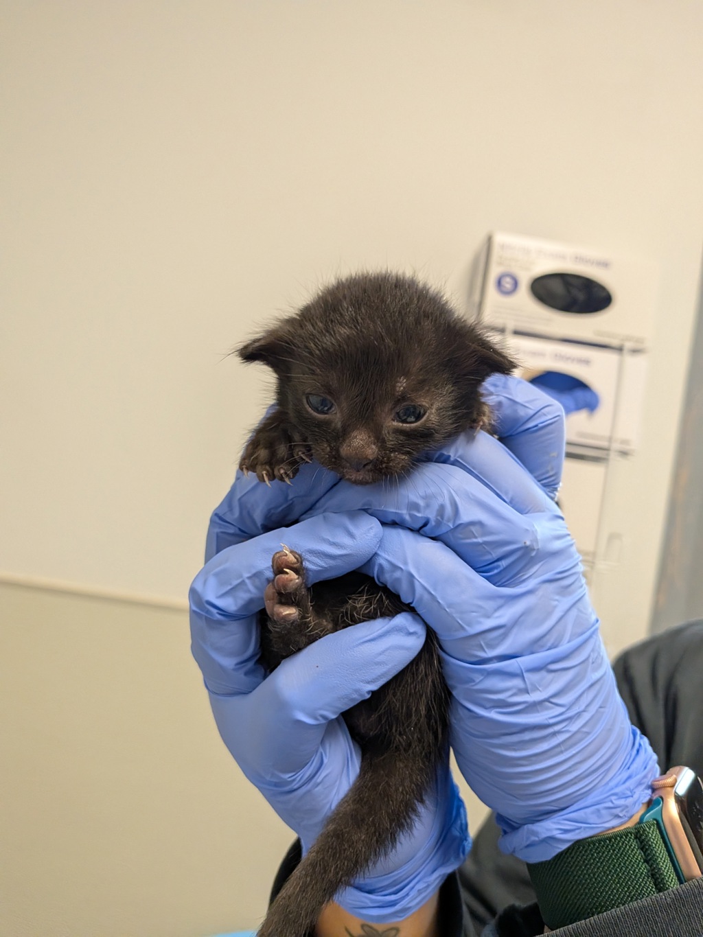 Shelter Stray Female Cat last seen Near Shoreline Drive, San Diego, CA, 92122, San Diego, CA 92110