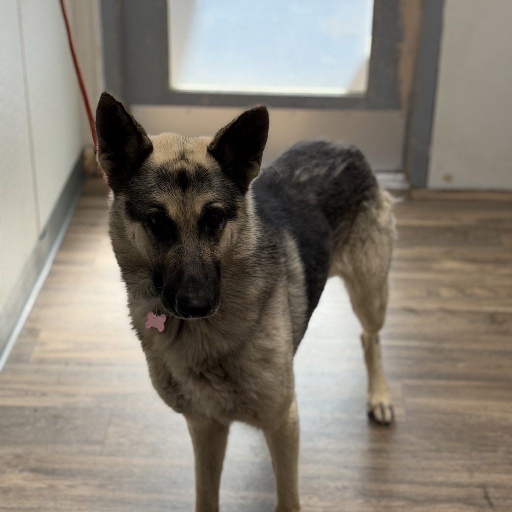 Shelter Stray Male Dog last seen Near Soledad Road, San Diego, CA, 92109, 5500 Gaines St, San Diego, CA 92110, USA