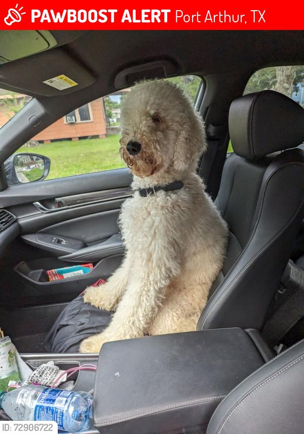 Lost Male Dog last seen 12th Street and Thomas Blvd, Port Arthur, TX 77642