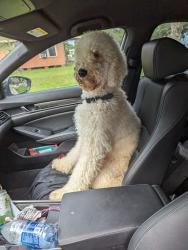 Lost Male Dog last seen 12th Street and Thomas Blvd, Port Arthur, TX 77642
