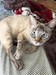 Reunited Female Cat last seen Broadway and Anaheim blvd , Anaheim, CA 92805