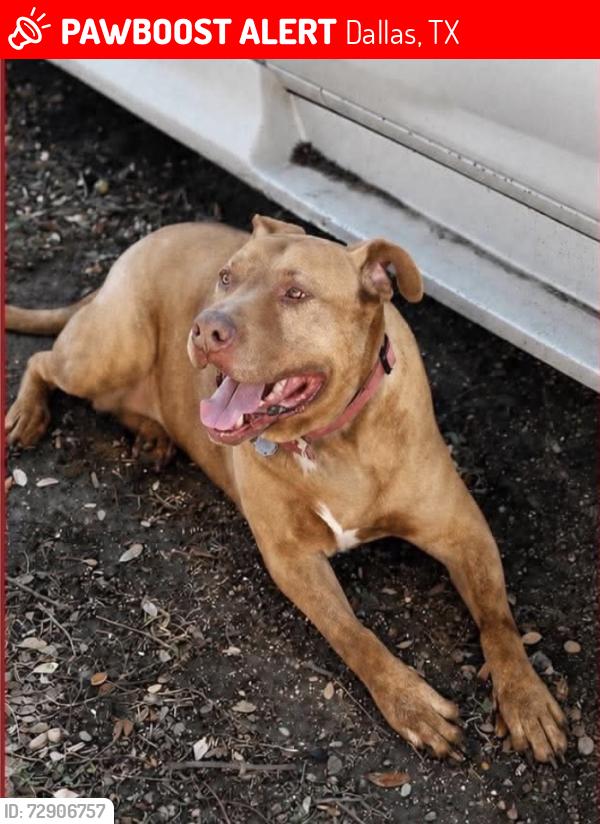 Lost Male Dog last seen Illinois avenue , Dallas, TX 75224