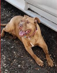 Lost Male Dog last seen Illinois avenue , Dallas, TX 75224