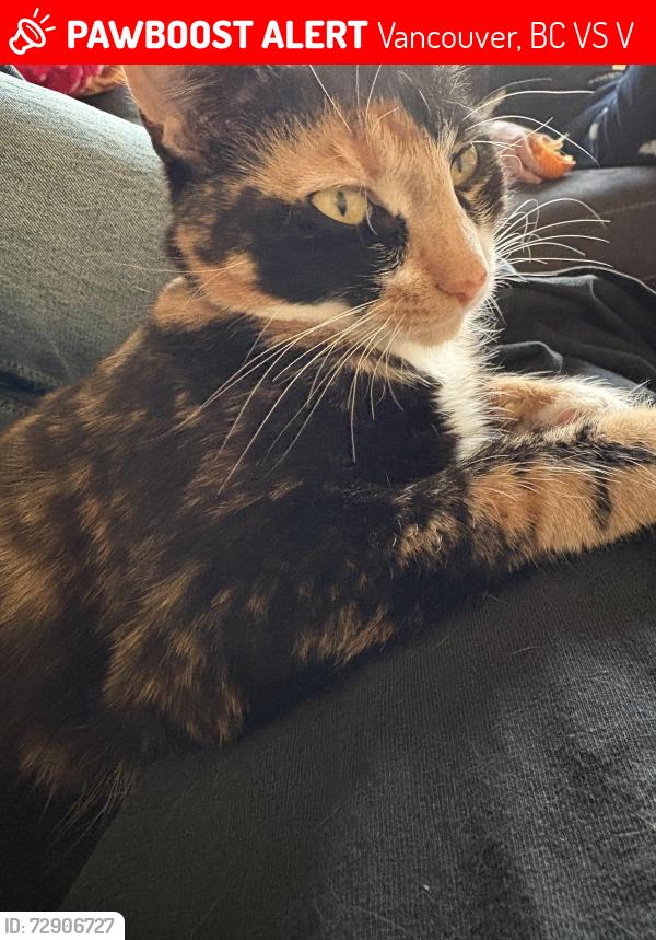 Lost Female Cat last seen Kerr street and East 52 nd Ave, Vancouver, BC V5S 3V8