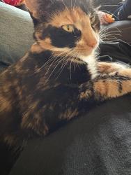Lost Female Cat last seen Kerr street and East 52 nd Ave, Vancouver, BC V5S 3V8