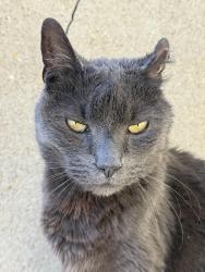 Lost Male Cat last seen Brookfield street, Norwalk, CT 06851