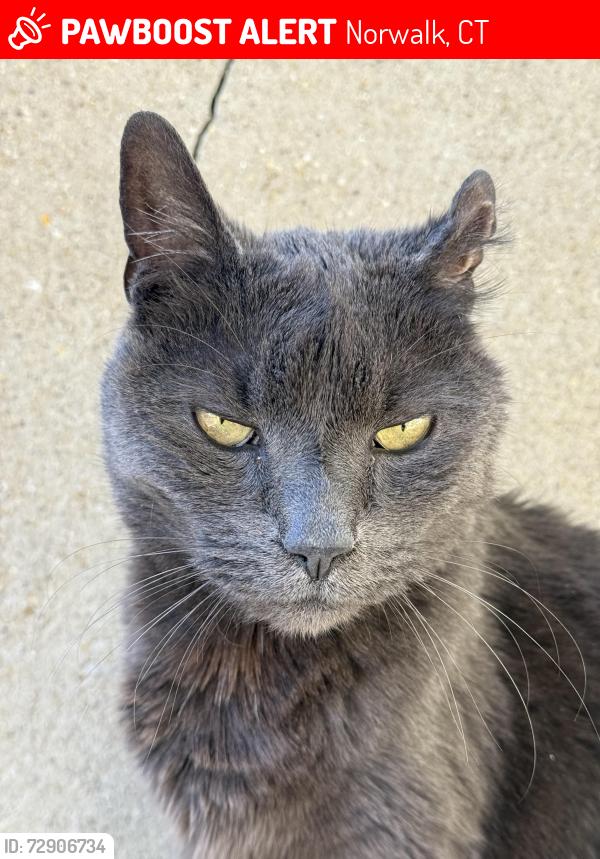 Lost Male Cat last seen Brookfield street, Norwalk, CT 06851