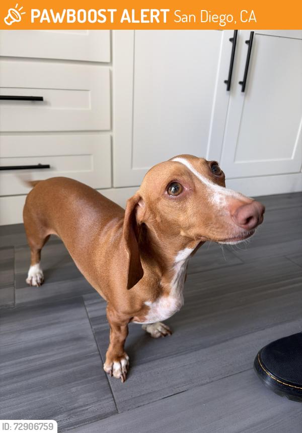 Found/Stray Female Dog last seen Near Via De la Bandola CA 92173, San Diego, CA 92173