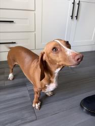 Found/Stray Female Dog last seen Near Via De la Bandola CA 92173, San Diego, CA 92173
