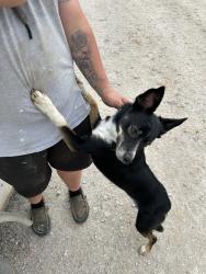 Reunited Female Dog last seen Earp Rd, Springtown, TX 76082, USA, Springtown, TX 76082