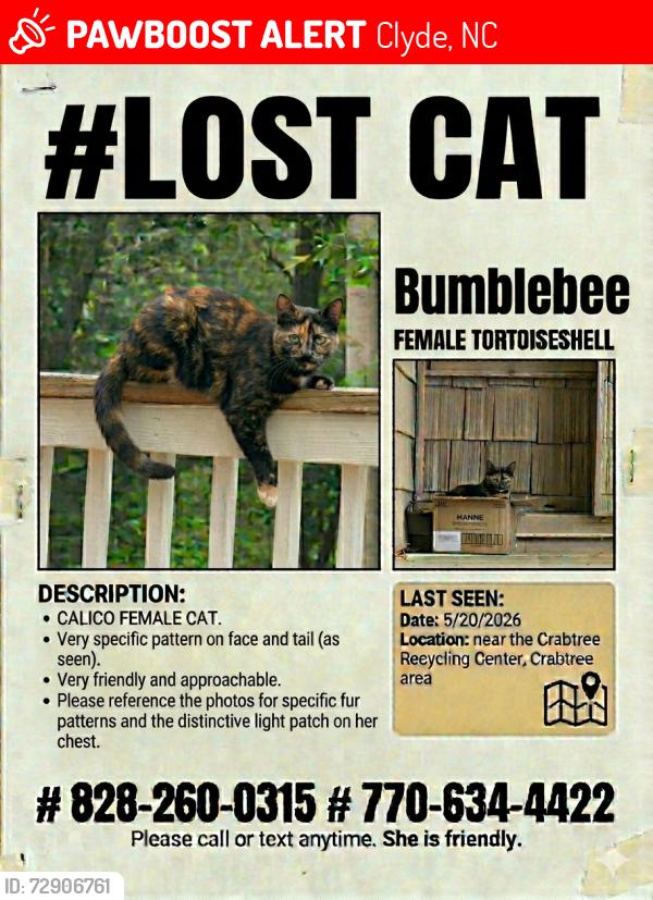 Lost Female Cat last seen Near Crabtree Clyde nc , Clyde, NC 28721
