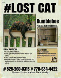 Lost Female Cat last seen Near Crabtree Clyde nc , Clyde, NC 28721