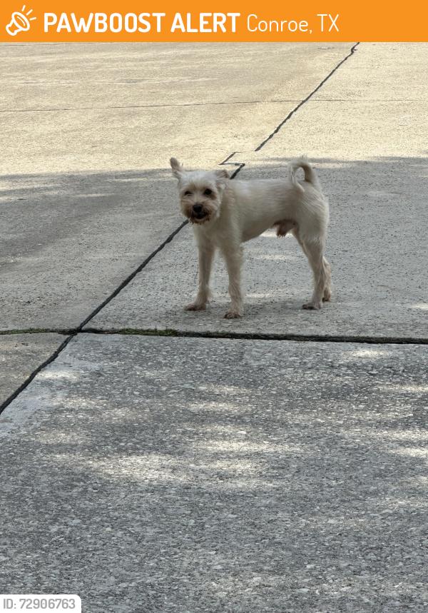 Found/Stray Male Dog last seen Tavish Lane and Shandy Way in Stewarts Forest Subdivision, Conroe, TX 77301