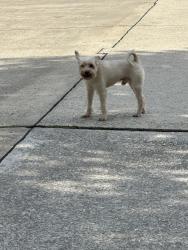 Found/Stray Male Dog last seen Tavish Lane and Shandy Way in Stewarts Forest Subdivision, Conroe, TX 77301