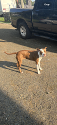 Lost Female Dog last seen Rowlett rd, 45 gulf fwy, Houston, TX 77089