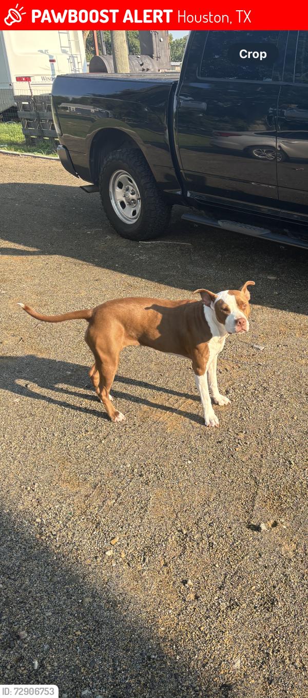Lost Female Dog last seen Rowlett rd, 45 gulf fwy, Houston, TX 77089