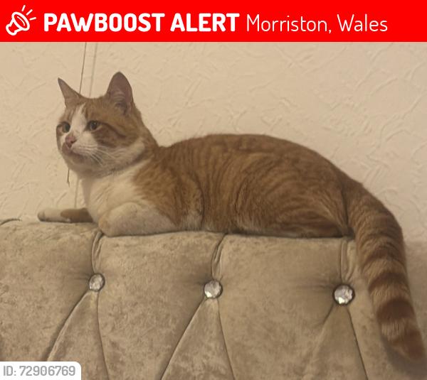 Lost Male Cat last seen near the swan pub , Morriston, Wales 