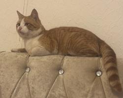 Lost Male Cat last seen near the swan pub , Morriston, Wales 