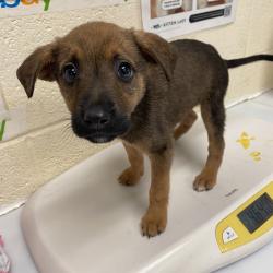 Shelter Stray Female Dog last seen , Memphis, TN 38133