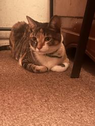 Lost Female Cat last seen Olds RD and Sanford st , Oxnard, CA 93033