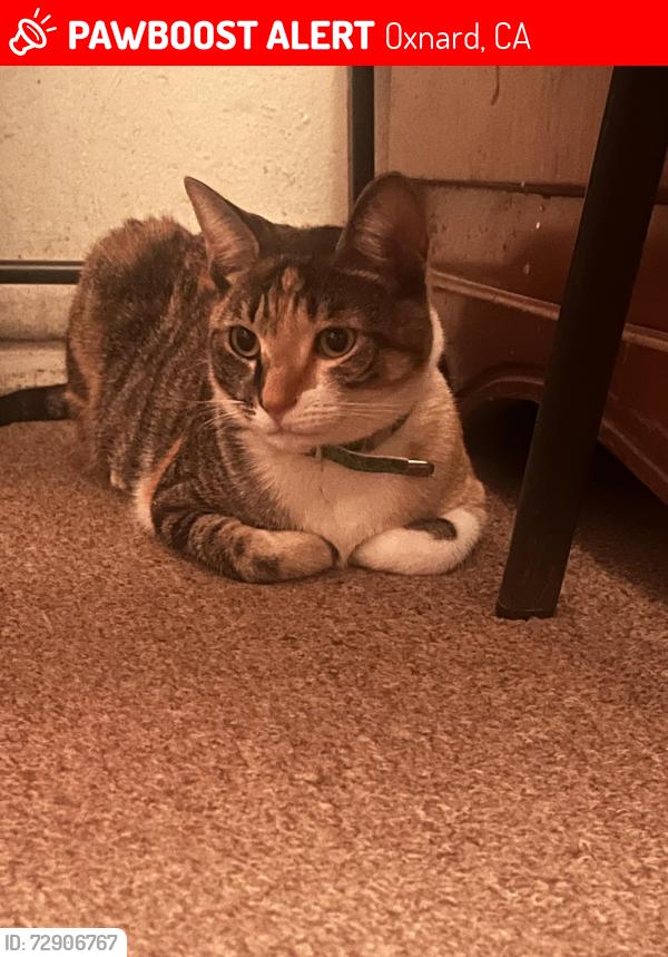 Lost Female Cat last seen Olds RD and Sanford st , Oxnard, CA 93033