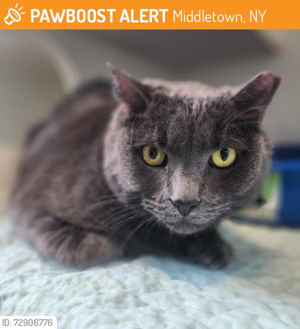 Found/Stray Male Cat last seen Middletown, NY , Middletown, NY 10940