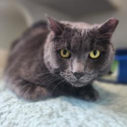 Found/Stray Male Cat last seen Middletown, NY , Middletown, NY 10940