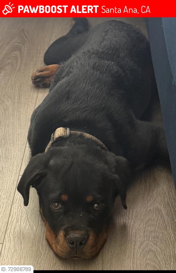 Lost Male Dog last seen Harbor & 17th , Santa Ana, CA 92703