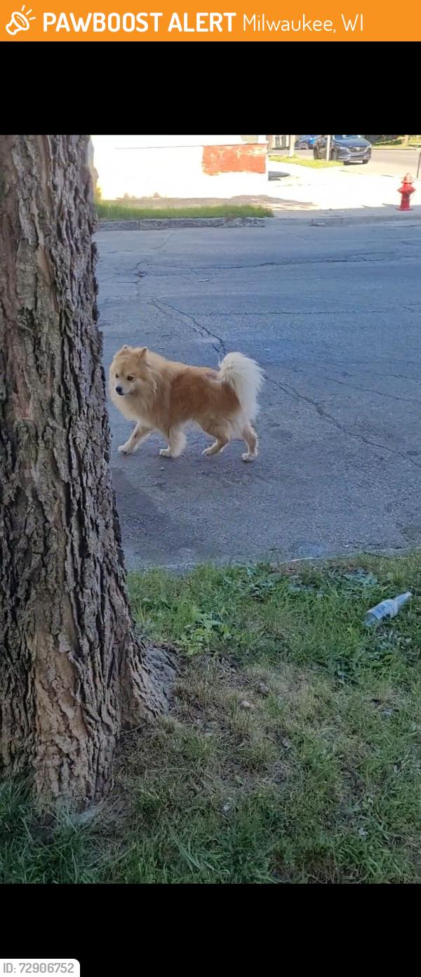 Found/Stray Unknown Dog last seen 25th and Mitc St, Milwaukee, WI 53204