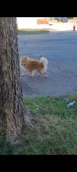 Found/Stray Unknown Dog last seen 25th and Mitc St, Milwaukee, WI 53204