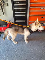 Found/Stray Unknown Dog last seen Near treiber rd. Hamilton ohio 45011, Liberty Township, OH 45011