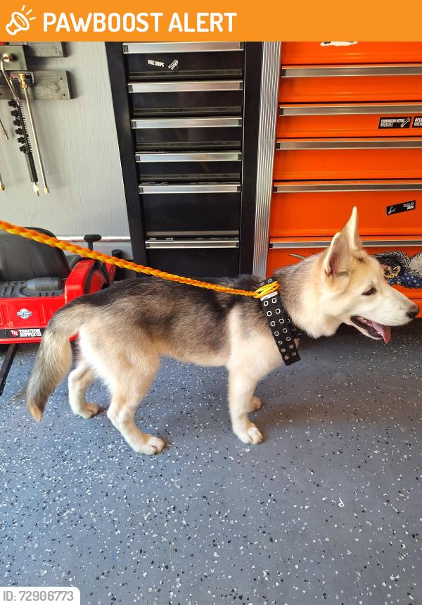 Found/Stray Unknown Dog last seen Near treiber rd. Hamilton ohio 45011, Liberty Township, OH 45011