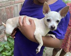 Reunited Female Dog last seen Near Cattleman Dr, McKinney, TX 75071, USA, McKinney, TX 75071