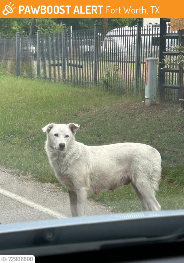 Found/Stray Female Dog last seen Oak grove south, Fort Worth, TX 76028