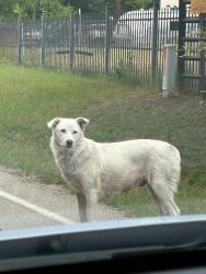 Found/Stray Female Dog last seen Oak grove south, Fort Worth, TX 76028
