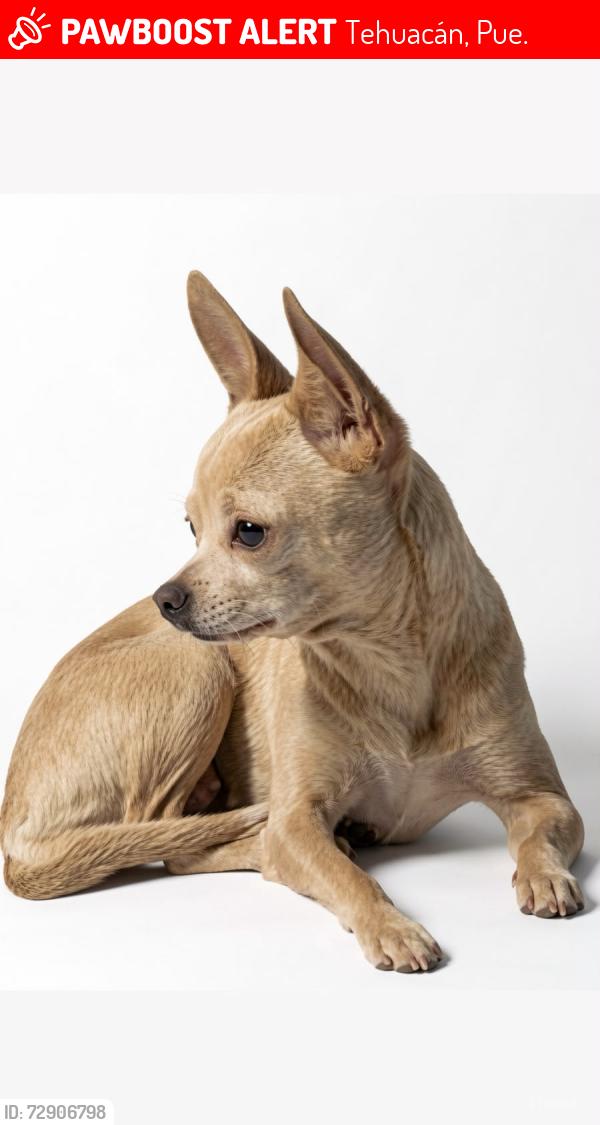 Lost Female Dog last seen Calle orquídea esquina tulipanes, Tehuacán, Pue. 75758