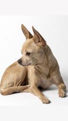 Lost Female Dog last seen Calle orquídea esquina tulipanes, Tehuacán, Pue. 75758