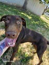 Found/Stray Male Dog last seen Tallyho and Clendenen near Rosemont High School, Sacramento, CA 95826