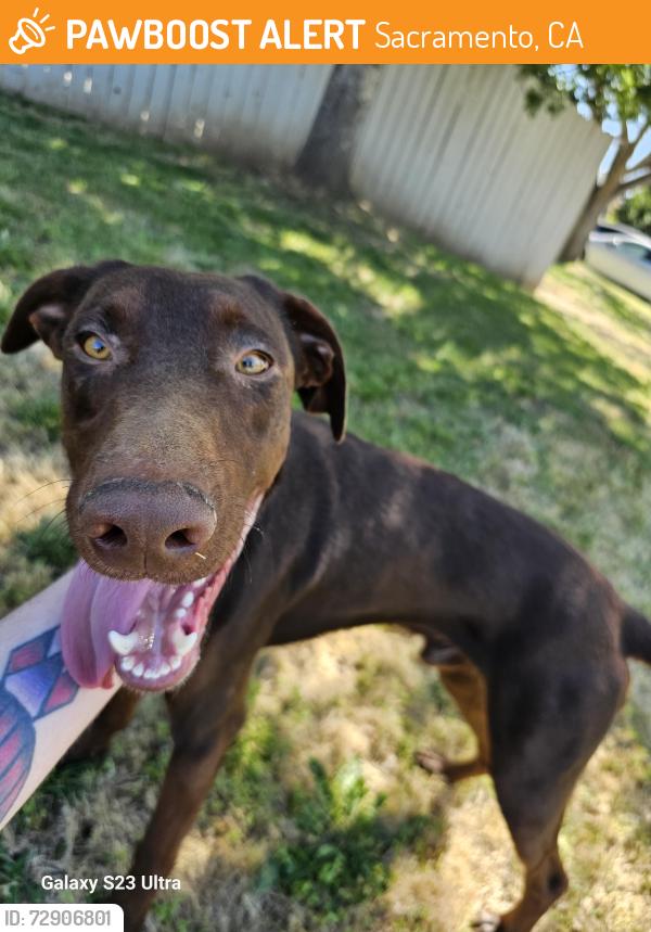 Found/Stray Male Dog last seen Tallyho and Clendenen near Rosemont High School, Sacramento, CA 95826