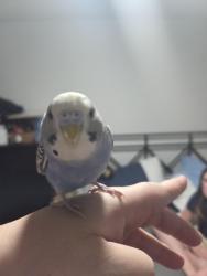 Found/Stray Male Bird last seen Hillsborough and Kelly , Tampa, FL 33615